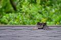 Amsel nimmt ein Sonnenbad