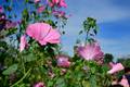 Annual Mallow Almere