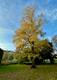Baum in Weißensee