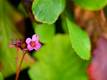 Bergenia
