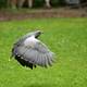 Blaubussard im Flug