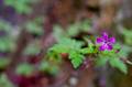Blume am Fels