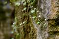 Blumen an Felsen im Neandertal