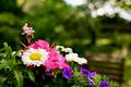 Blumen auf dem Gartentisch