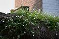 Blumen auf einer Mauer in Amersfoort