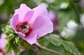 Blüte mit Biene Almere