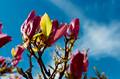 Die Magnolie blüht auch
