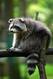 Ein Waschbär schaut indigniert