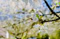 Eine Blüte am Kirschbaum