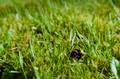 Eine Hummel auf der Wiese