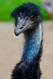Emu im Tierpark bei Braunschweig