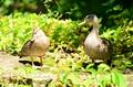 Enten am Ufer