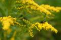 Fliege auf Blume