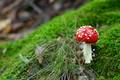 Fliegenpilz im Moos
