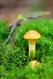 Gelber Pilz im Moos