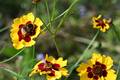 Golden Tickseed mit Hummel Almere