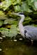 Graureiher im Teich
