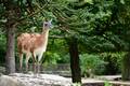 Guanaco Krefeld
