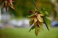 Herbstlaub an Hainbuche