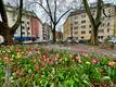 Tulpen in der Stadt