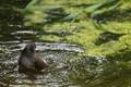 Junger Vogel im Teich vor dem Aquazoo