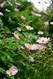 Lila Blumen Michaelshof