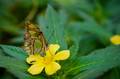 Malachitfalter auf Blume