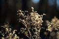 Mehr trockenes Gras im Lohmarer Wald