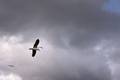 Möwe im Wind