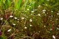 Ein paar Blumen am Wegesrand