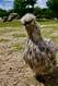 Huhn in Branféré