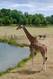 Giraffe in Branféré