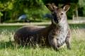 Wallaby im Tierpark von Branféré