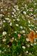 Blumen an einer Mauer in Aurey