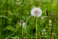 Pusteblume