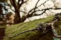 Flechte vor Bergulme