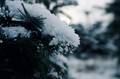 Tanne mit Schnee