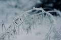 Grashalm im Schnee