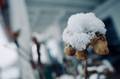 Schneebedeckte Blume