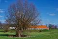 Kopfweide vor Bauernhof