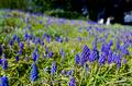 Lila Blumen