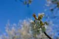 Kirschblüte