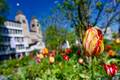 Tulpe auf dem Carl-Mosters-Platz
