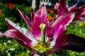 Tulpe entblättert