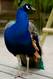 Pfau auf Spielplatzbank