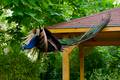 Pfau springt vom Dach