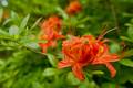 Orange Rhododendron Blüte