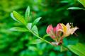 Rhododendron Blüte mit Stempel