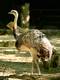 Nandu