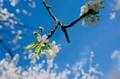 Noch ein Ast mit Blüte am Kirschbaum